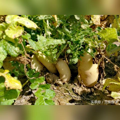 蔬菜苗兰州市哪里有卖的