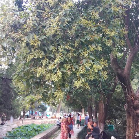 河南南阳能种植芭蕉吗？