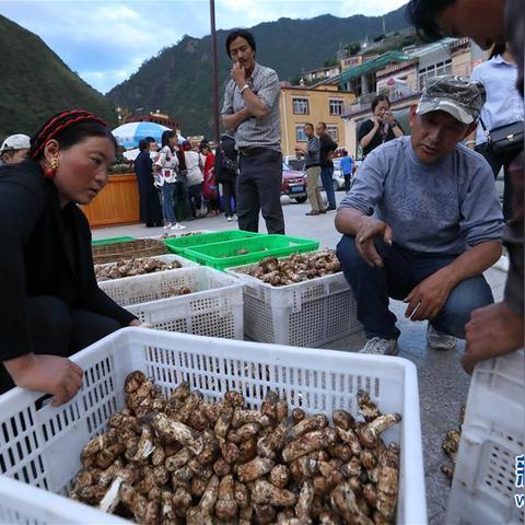 松茸微商文案的长尾关键词有什么