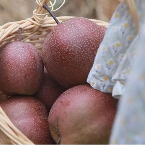 临沂市奥弘种植的长尾关键词有哪些