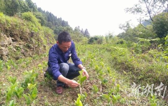 靖州：创业能人建特色产业基地带动贫困户就业