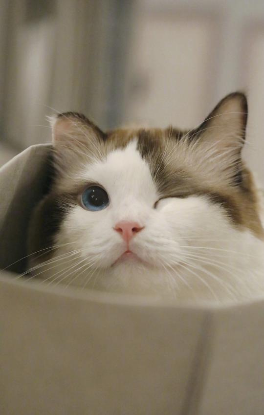 铲屎官能做的也就是把猫主子做成动态壁纸，关在手机屏幕里尽情的