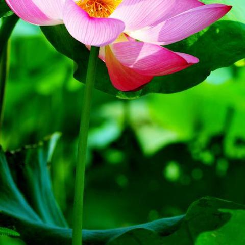 长沙市春华镇有什么发展