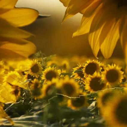 沈阳市向日葵路是哪个区