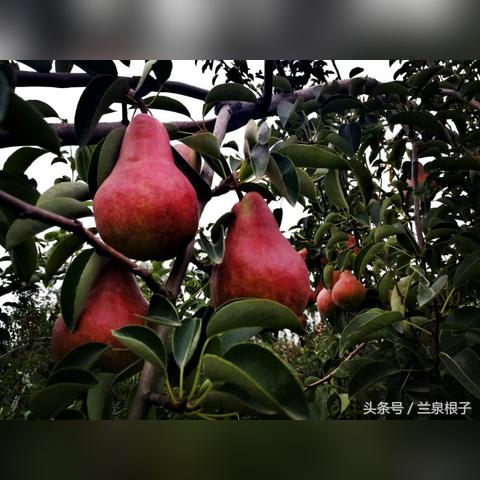 兰州红星宾馆地址的相关长尾关键词有哪些