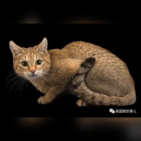 混血足球运动员帅哥是谁的长尾关键词有什么