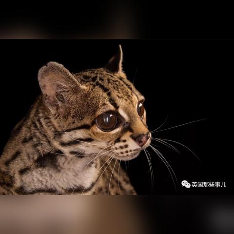 武汉精能的相关长尾关键词有哪些