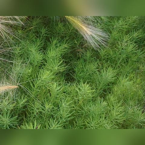春天河南吃什么野菜