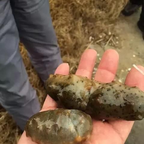大连市普兰店市天气的长尾关键词有哪些
