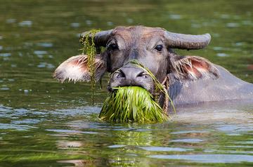 老牛吃嫩草的表情包搞笑gif