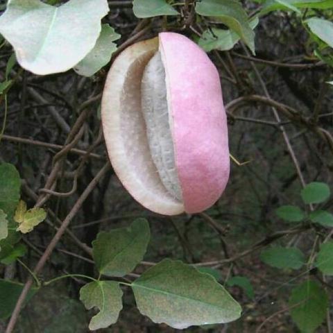 八月瓜桂林市哪里有卖