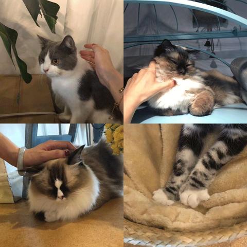成都市猫咪展会在哪里举行