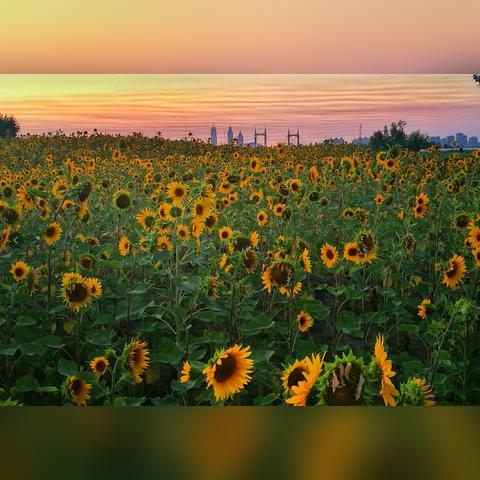 哈尔滨薰衣草庄园拍照相关长尾关键词有哪些