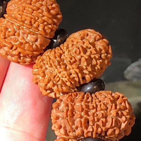 天津多瓣金刚菩提怎么样