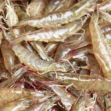 南宁石斑鱼的相关长尾关键词有哪些