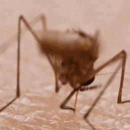 蚊香液属于什么用品