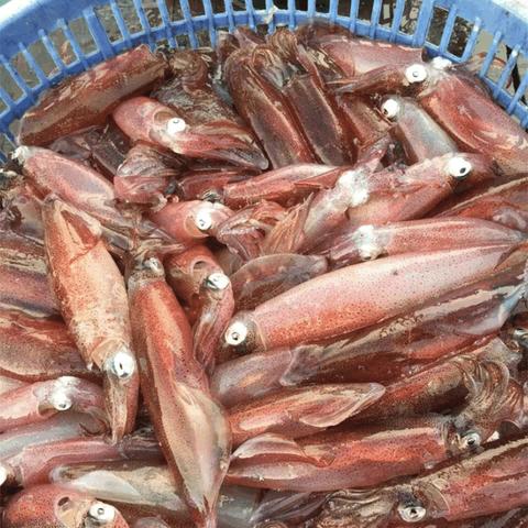 福建猪肉海鲜价格的相关长尾关键词有哪些