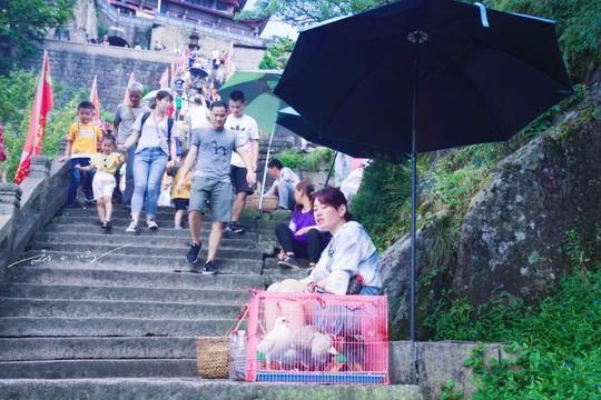 在佛教圣地，“放生”成为了一种生意，鸽子一只60元，两只100元