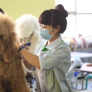 宠物学徒招聘杭州的相关长尾关键词有哪些