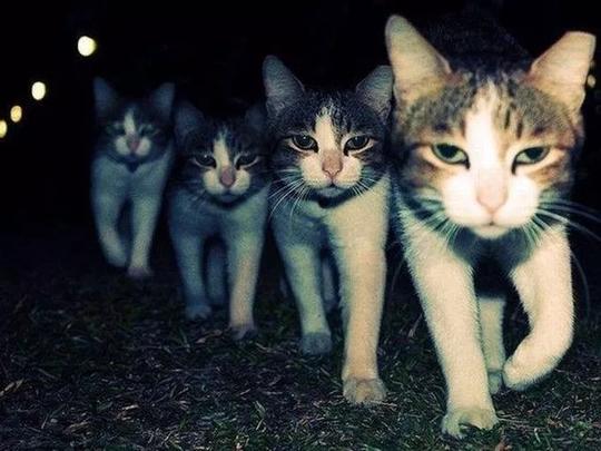 猫咪抓人，还不听话是为什么？因为它们后台很硬！