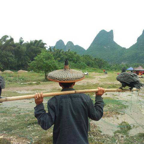 桂林市的市鸟叫什么