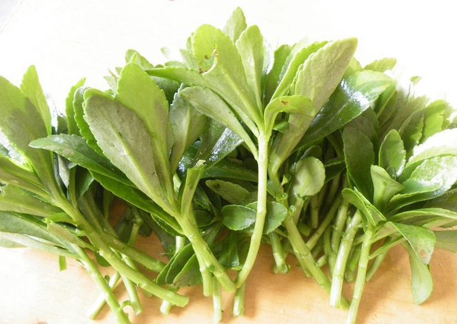 发朋友圈形容蚊子咬了 发朋友圈形容蚊子咬了