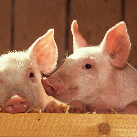 温州市疫情领导小组的长尾关键词有什么