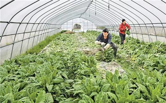 农业创业致富典型案例一一一向安康农民朋友推荐！