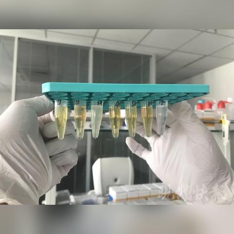 亚硝基铁氰化钠(亚硝基铁氰化钠是剧毒吗)