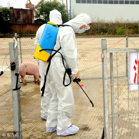 【河南今日鸡蛋价格】2025年5月14日河南鸡蛋价格是多少