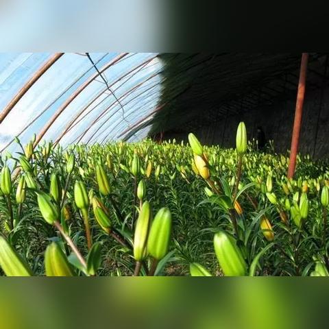 兰州玻璃阳光温室大棚的相关长尾关键词有哪些