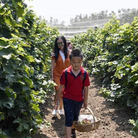 【吐鲁番飞天津】相关长尾关键词有哪些