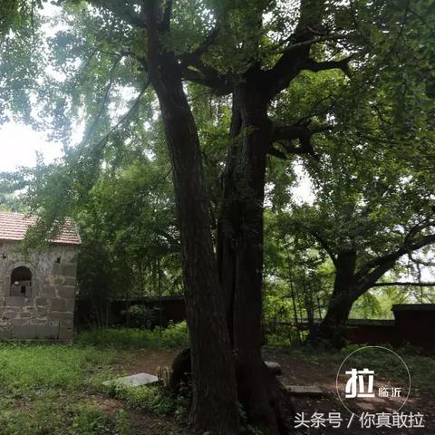 临沂市哪里庙好玩又便宜