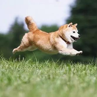 有电子犬证还需要犬牌吗？