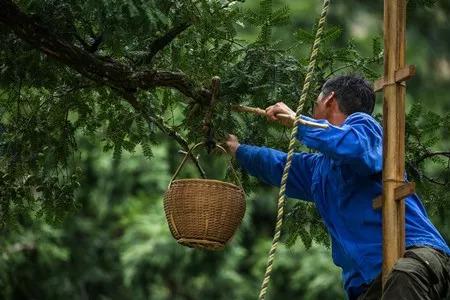 香榧的禁忌,医学有哪些朗朗上口的顺口溜?