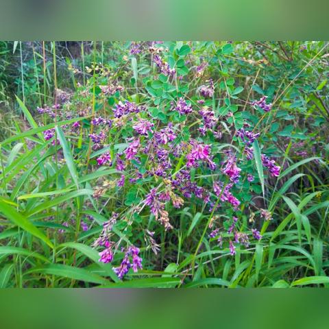 厦门静观悟道的相关长尾关键词有哪些