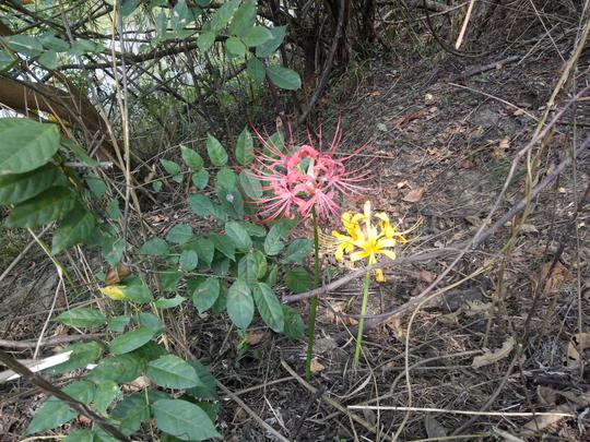 在农村偶遇两种植物，有花时无叶，有叶时无花