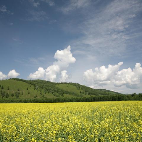 长春市大豆年产量多少斤