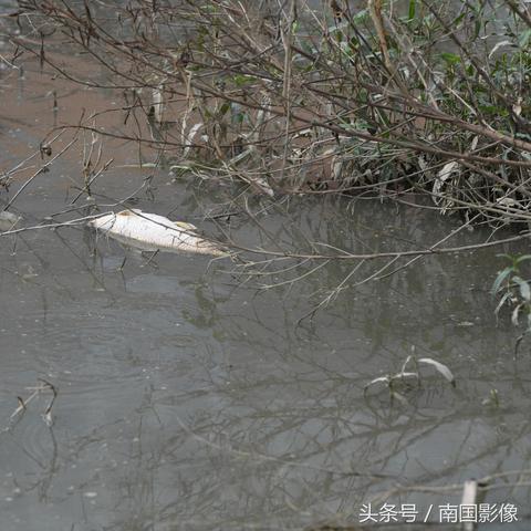 南宁捡死鱼视频mp4的相关长尾关键词有哪些