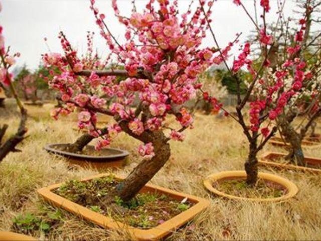 盆栽梅花剪枝,盆栽红梅树怎么浇水?