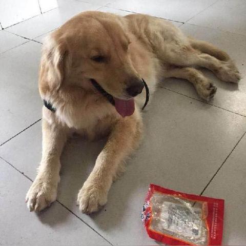 成都市在哪里办狗证