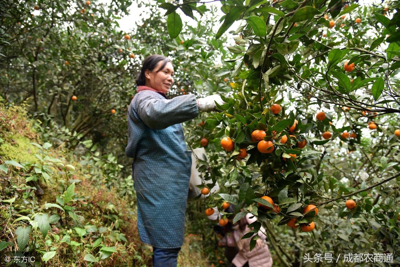 柑橘紅蜘蛛種植手藝_柑橘樹什么時候打藥