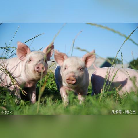 浙江温州市乐清市猪瘟的长尾关键词有哪些