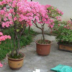 长沙市市花象征着什么