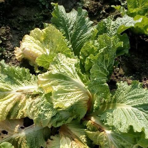 广西桂林烂菜叶子的做法相关长尾关键词有哪些