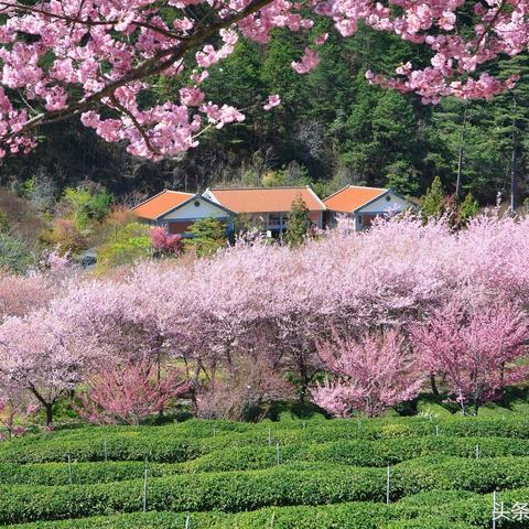 合肥独栋小院相关长尾关键词有哪些