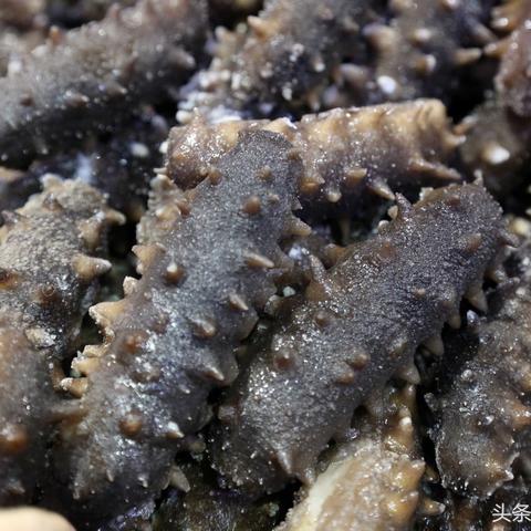 天津便宜海刺参怎么样