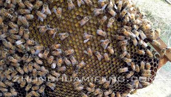 饲料参考文献自动生成如何进行鸡枞菌栽培