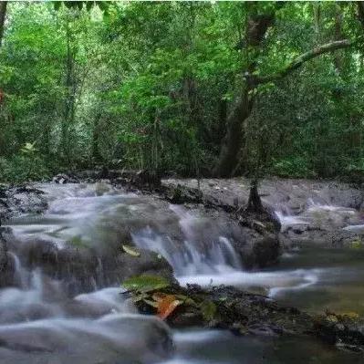 桂林市有什么树