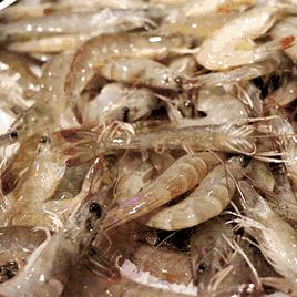 潍坊市哪里卖新鲜海鲜